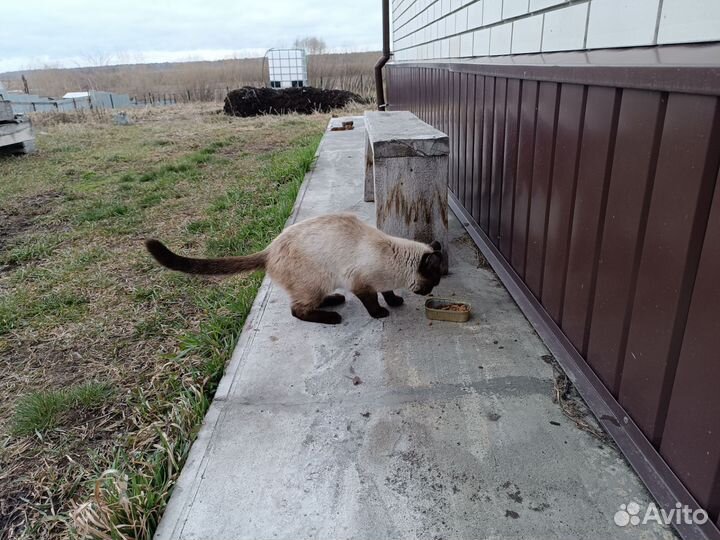 Кот в добрые руки