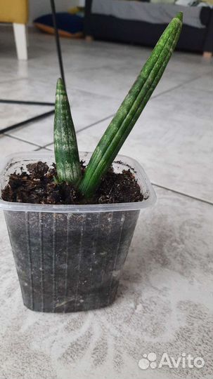 Сансевьерия 4 вида