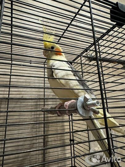 Клетка для попугая корелла