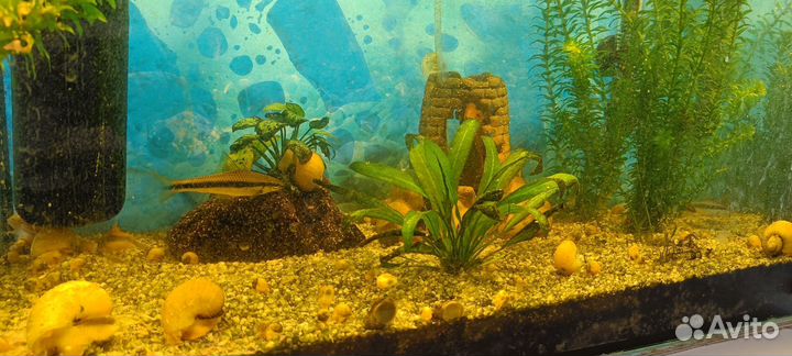 Аквариум с оборудованием и обитателями