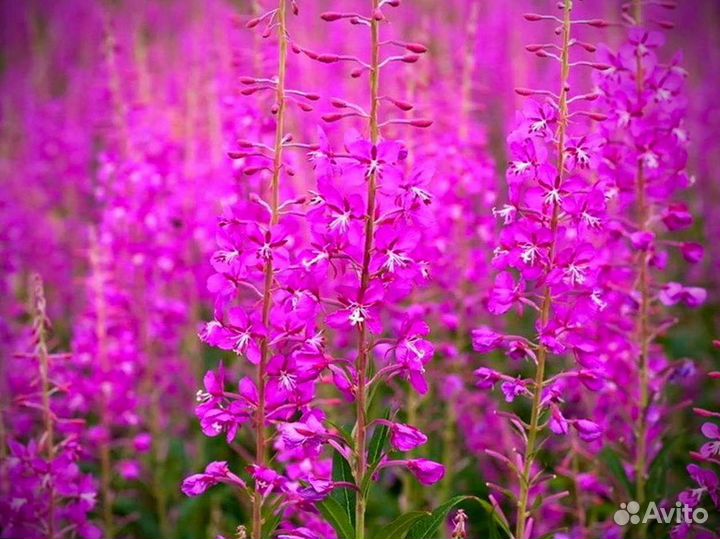 Иван чай 1 кг ферментированный кипрей урожай 2023