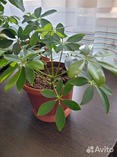 Обменяю шеффлеру на укорененную гинуру