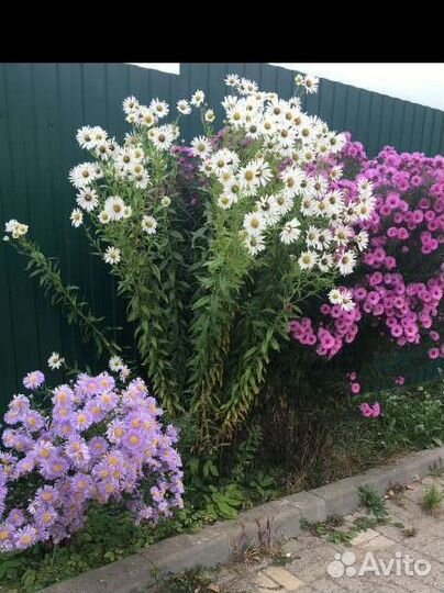 Октябринки и ромашка