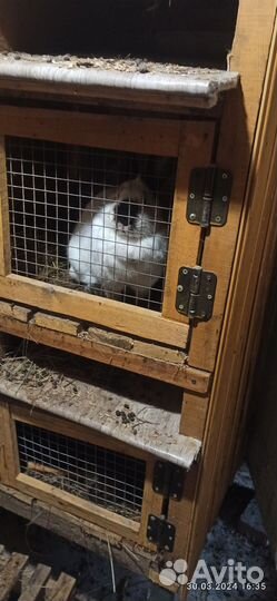 Калифорнийские кролики