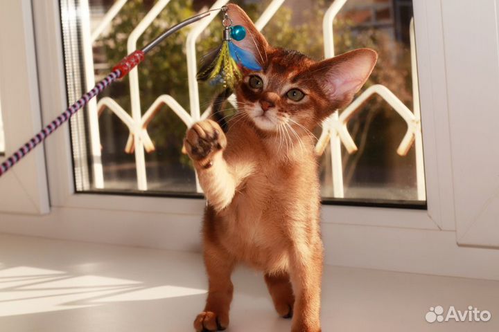 Абиссинские котята, мальчики и девочки