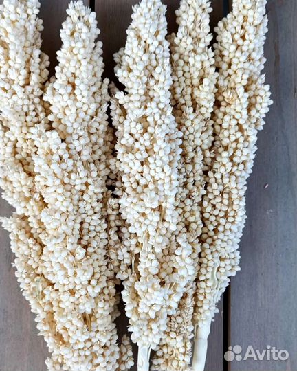 Набор сухоцветов