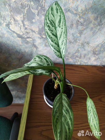 Аглаонема Сильвер Квин