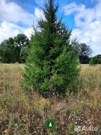 Ели взрослые. 2,2 м