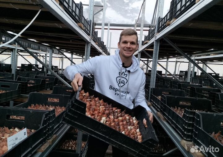 Луковицы тюльпанов для выгонки