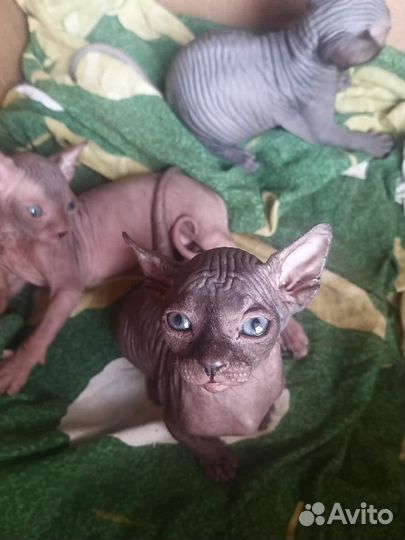 Канадский сфинкс котенок