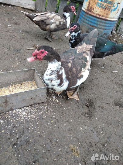 Продам селезней