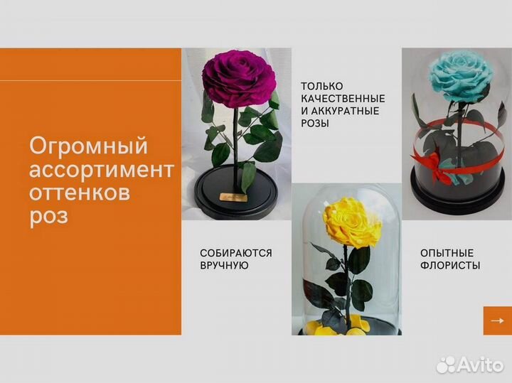 Роза в колбе. Живая