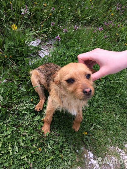 Сторожевая собака