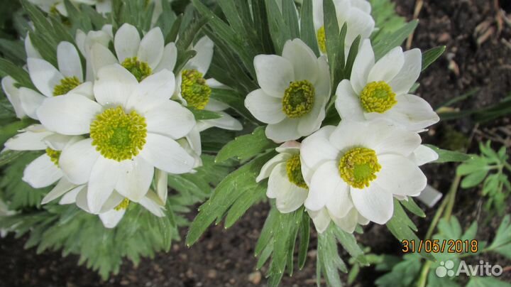 Л Е В И З И Я