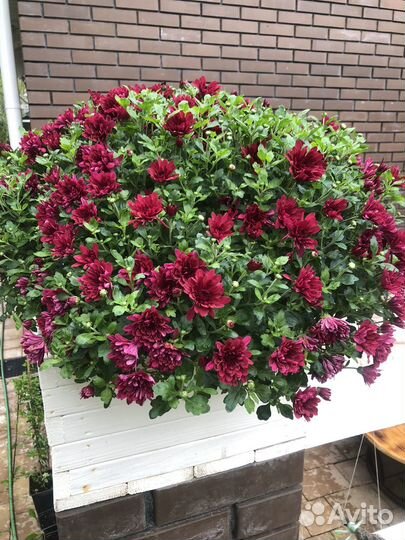 Хризантемы мультифлора