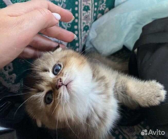 Вислоушки котята