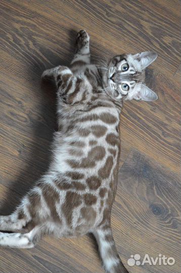 Бенгальский Шоколадный котенок