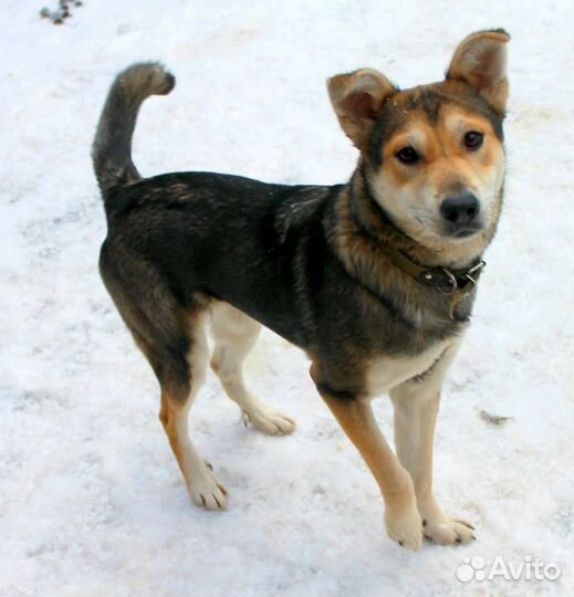 Собака в добрые руки