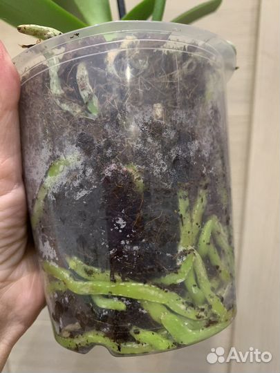 Орхидея бабочка