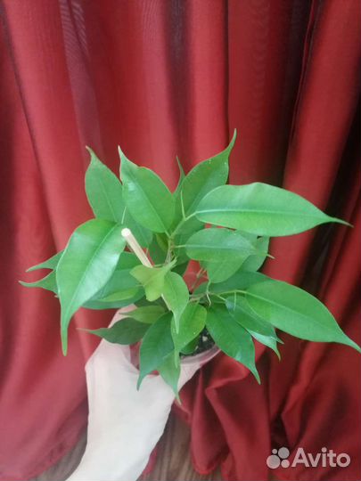 Фикус бенджамина
