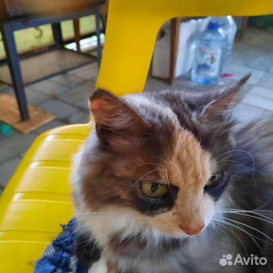 Кошка в дар