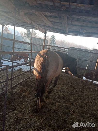 Лошадь жеребец