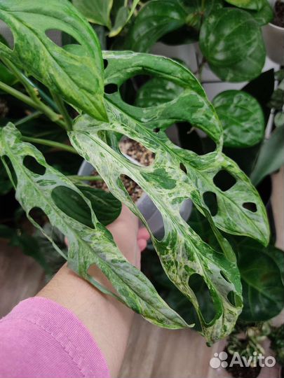 Монстера Indo mint