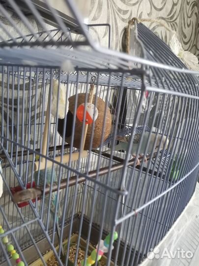 Волнистые попугаи с клеткой