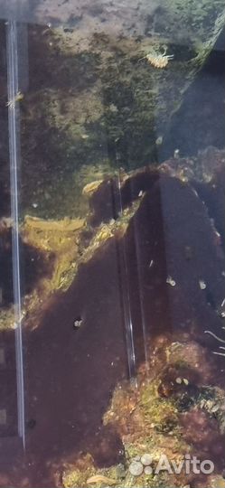 Живые камни в морской аквариум