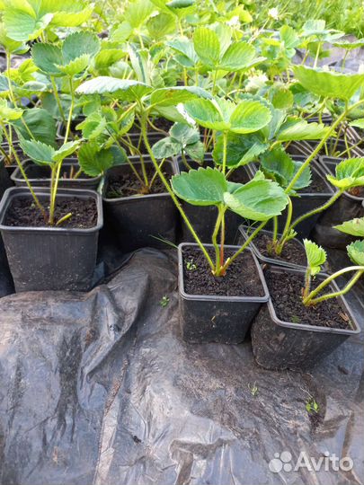 Рассада клубники азия