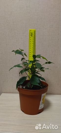 Фикус бенджамина