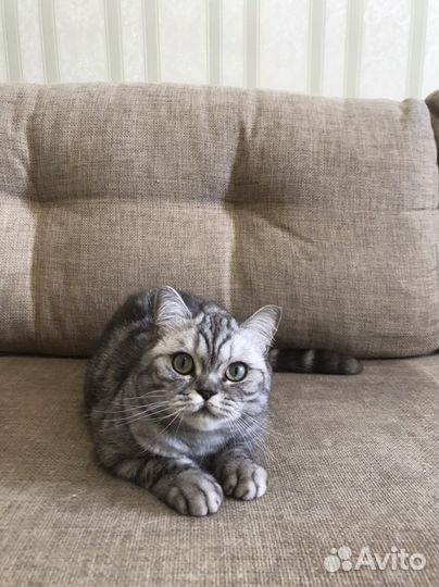 Британская кошка