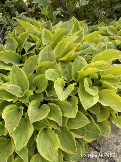 Бузульник Пржевальского, ирис сибирский, хоста