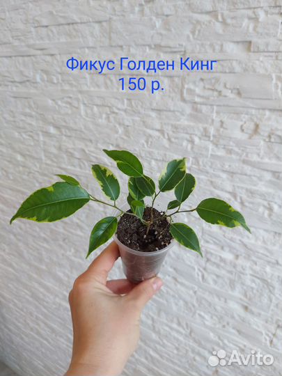 Комнатные растения