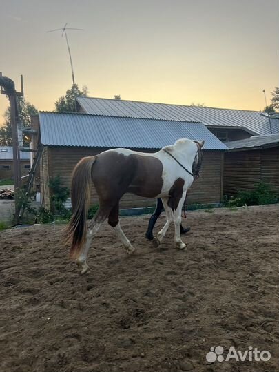 Продам жеребца