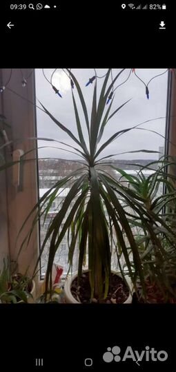 Драцена разные