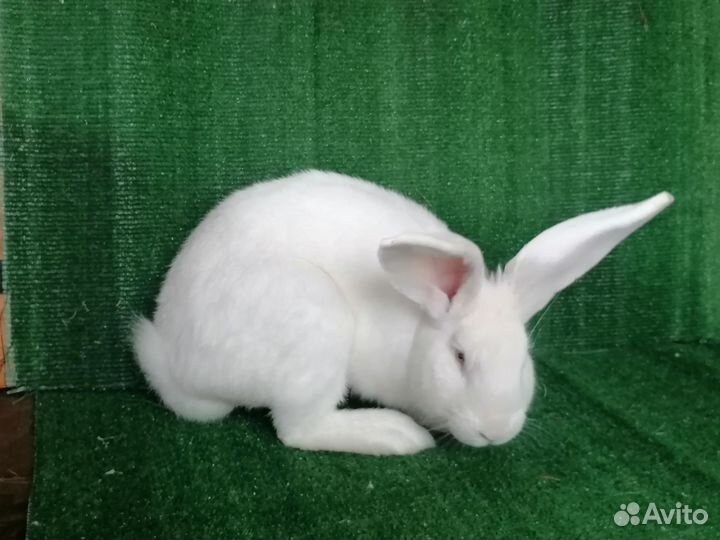 Кролики Ризен(немецкий великан)