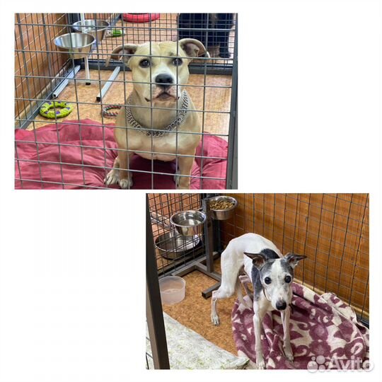 Зоогостиница для животных, передержка животных