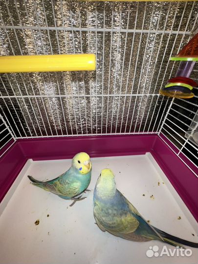 Волнистый попугай птенец