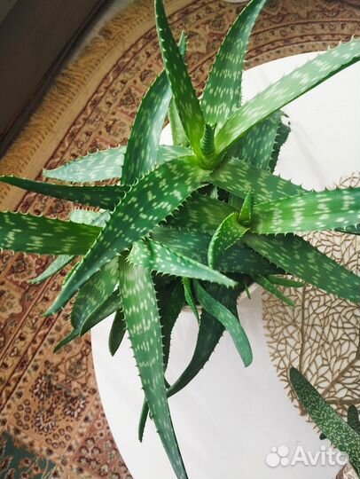 Алоэ вера большой