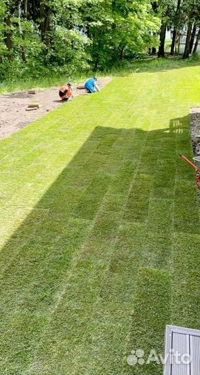 Рулонный газон