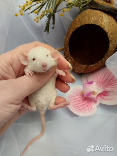 Крыса.крысята Дамбо. Инь и Янь рексы.клетки