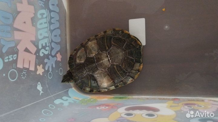 Продам черепашку