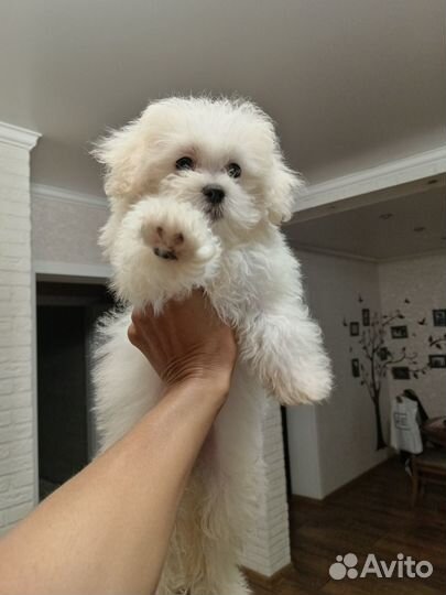 Мальтезе девочка