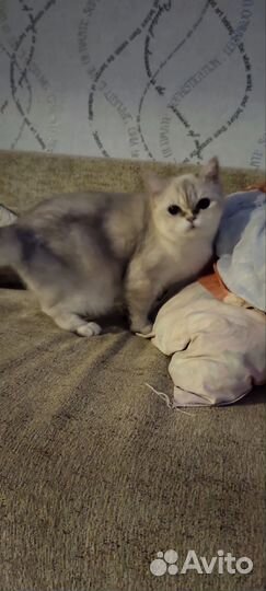 Серебристая шиншилла