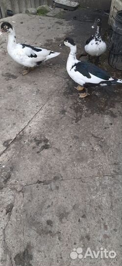 Мускусные утки