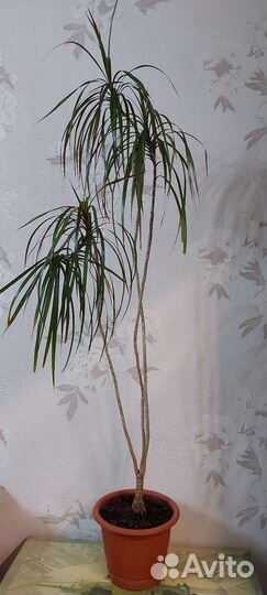 Хлорофитум кудрявый