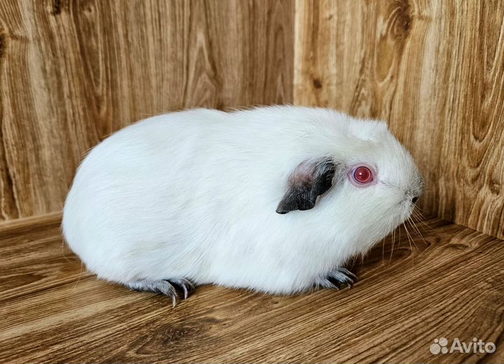 Морская свинка. Девочка