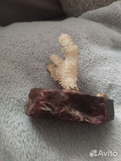 Натуральный коралл на подставке из яшмы