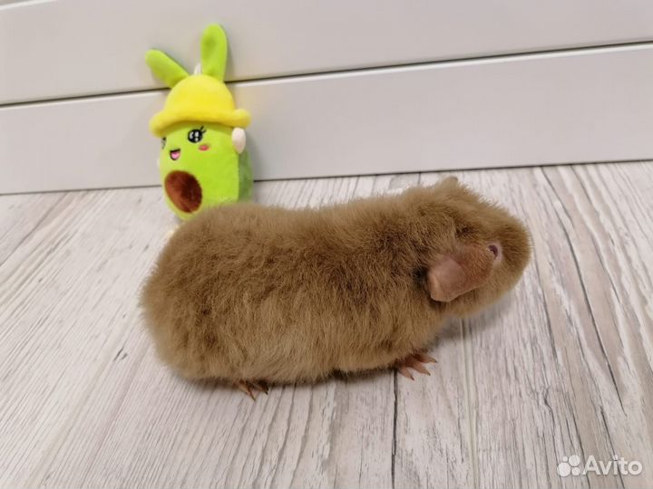 Тедди Девочка